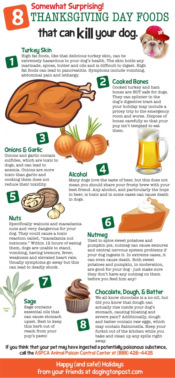 Thanksgiving Day Foods That Can Kill Your Dog